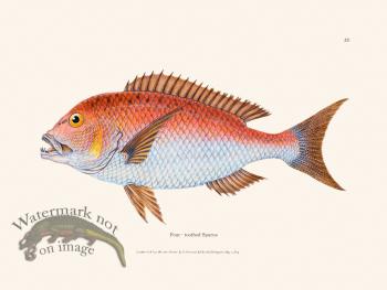 022 Four - toothed Sparus